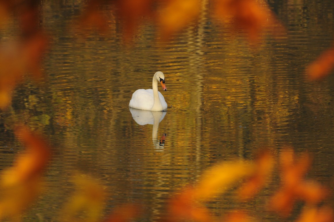 Cigno reale autunnale